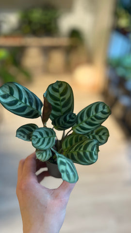 Maranta Amabilis / Miniplante
