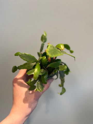 Rhipsalis Crispata / Miniplante