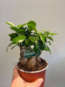 Ficus Microcarpa Ginseng