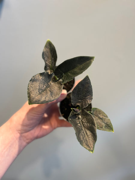 Alocasia Chienlii ‘Antoro Velvet’ / Miniplante