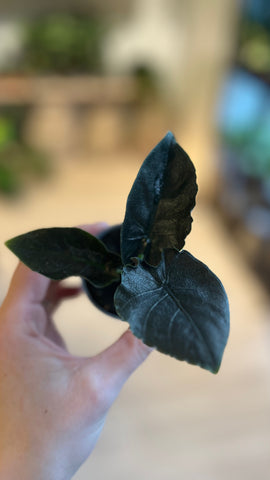 Alocasia Chienlii ‘Antoro Velvet’ / Miniplante