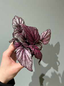 Begonia Rex Hugh McLaughlin / Miniplante