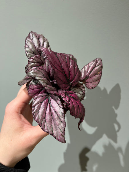 Begonia Rex Hugh McLaughlin / Miniplante