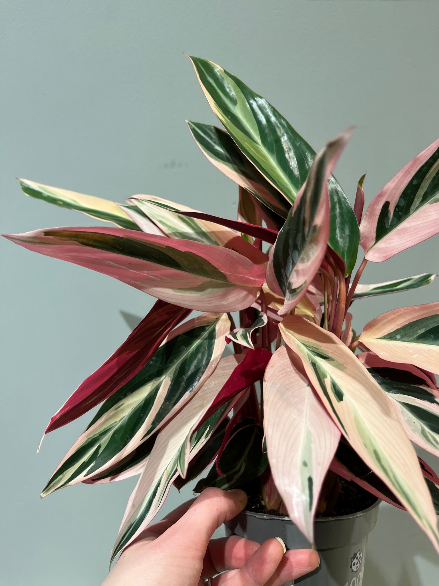Stromanthe sanguinera Triostar