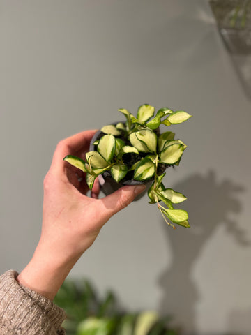 Hoya Heuschkeliana variegata