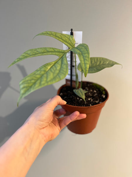 Plant Rescue / Amydrium Silver