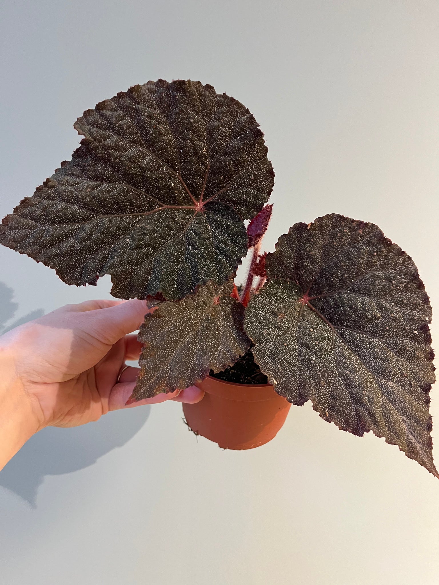 Plant Rescue / Begonia Taconite