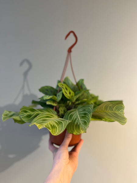 Plant Rescue / Maranta Light Veins