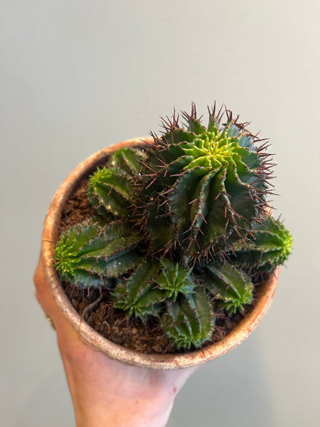 Euphorbia Horrida i terracotta-potte