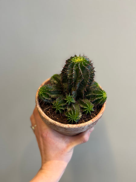 Euphorbia Horrida i terracotta-potte