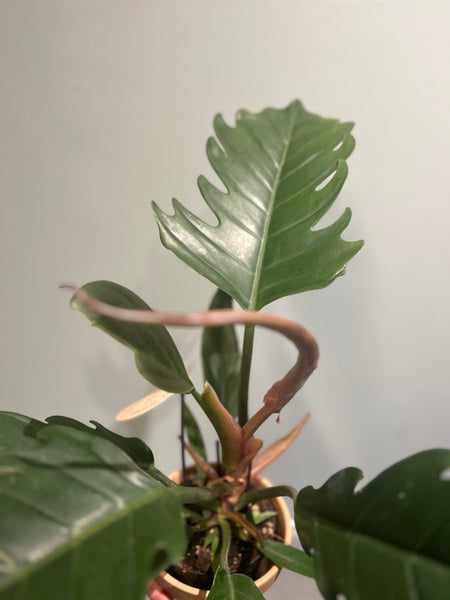Philodendron `pluto` i terracotta-potte