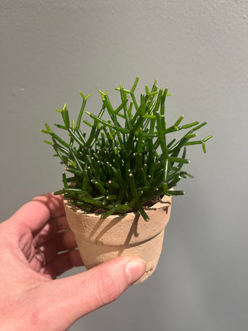 Hatiora Bambusoides / Miniplante
