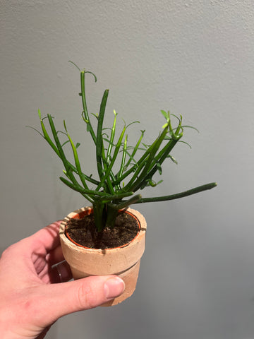 Euphorbia Tirucalli i terracotta-potte