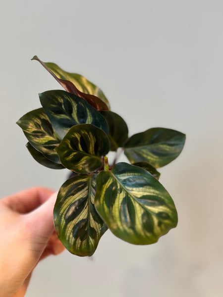 Calathea Makoyana / Miniplante