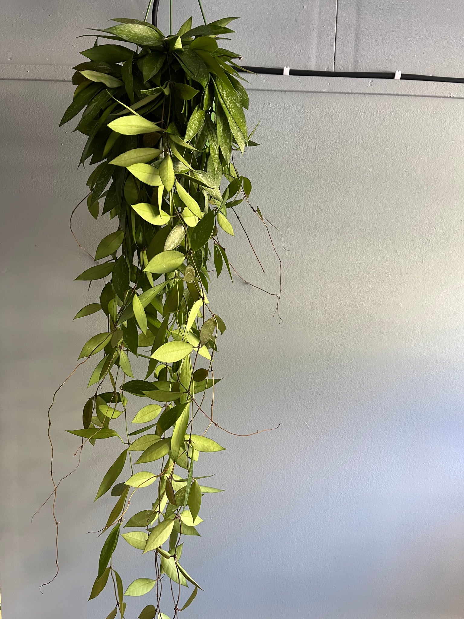 Hoya Memoria Gracilis hengeampel / Plant Rescue