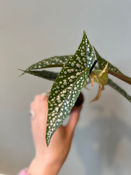 Begonia Maculata `silver spot` / Miniplante