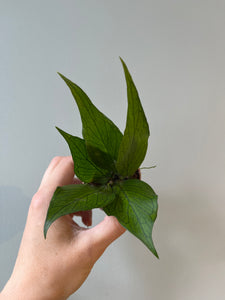 Hoya Polyneura / Miniplante