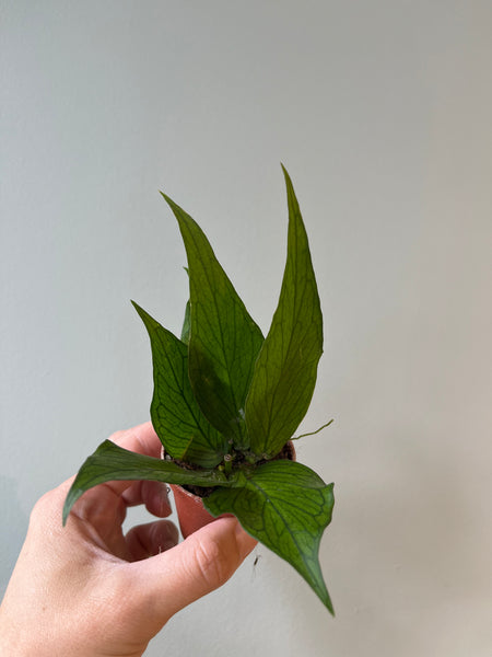 Hoya Polyneura / Miniplante