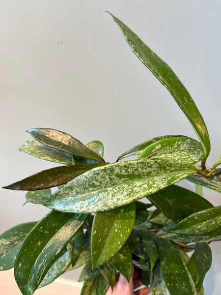 Hoya pubicalyx ´silver spots´ på bøyle