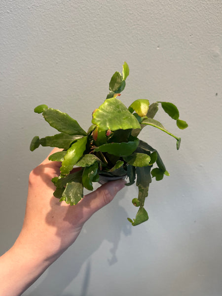 Rhipsalis Crispata / Miniplante