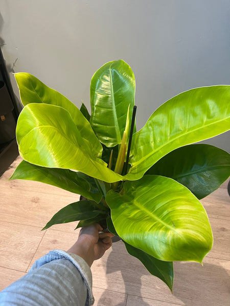 Philodendron Erubescens Imperial Golden