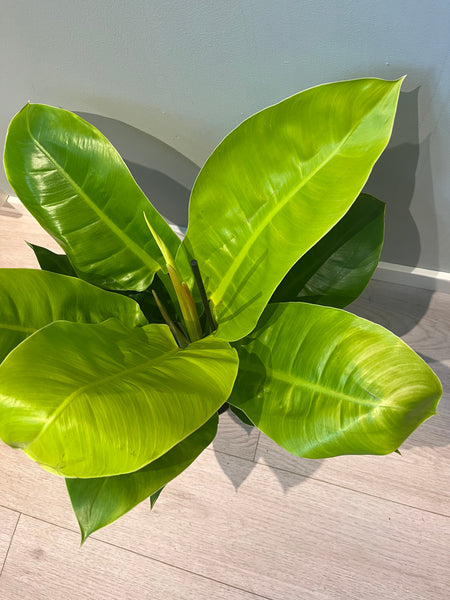 Philodendron Erubescens Imperial Golden