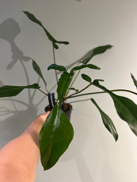 Philodendron Joepii / Plant Rescue