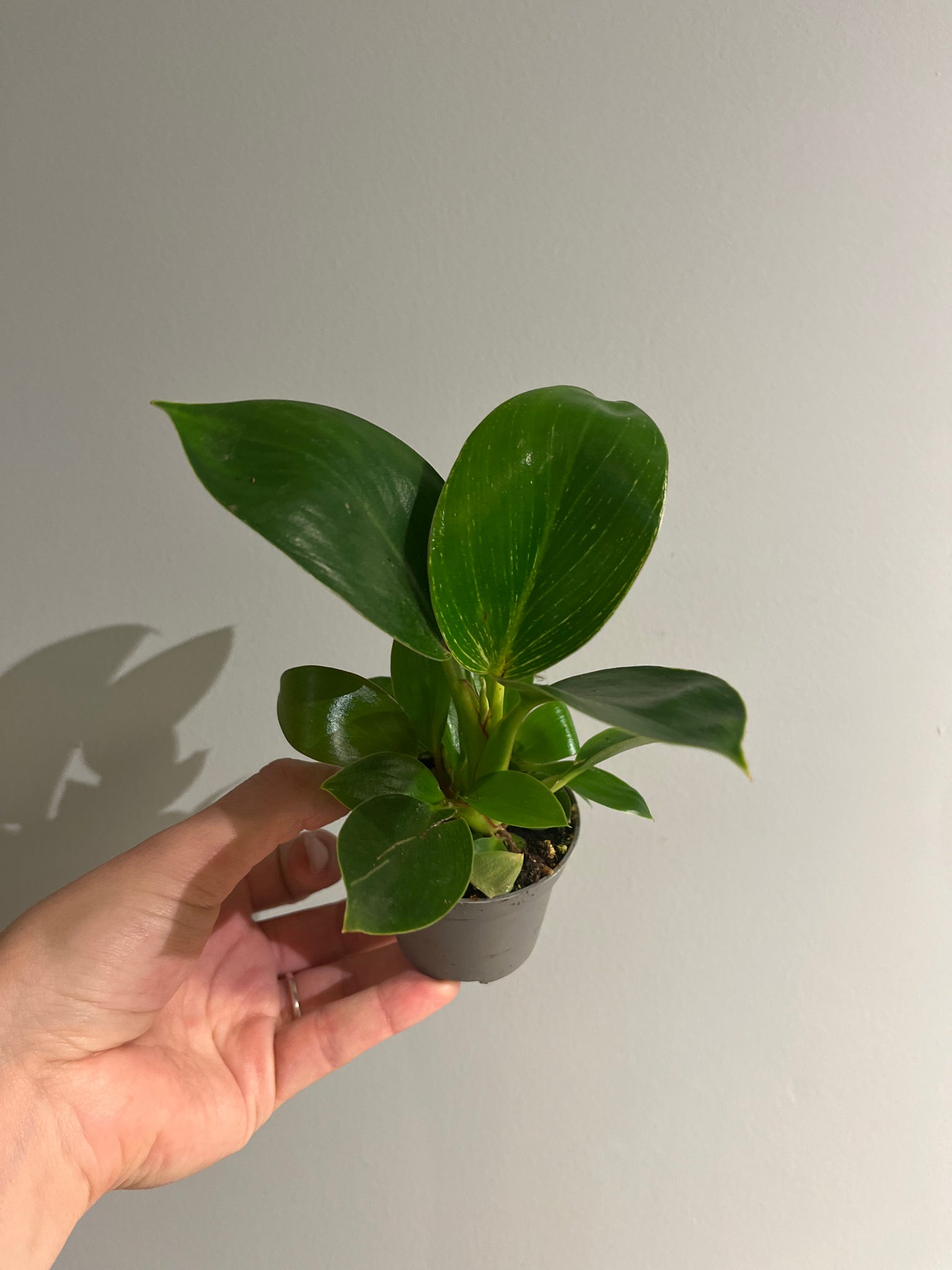 Philodendron white stripe / Miniplante
