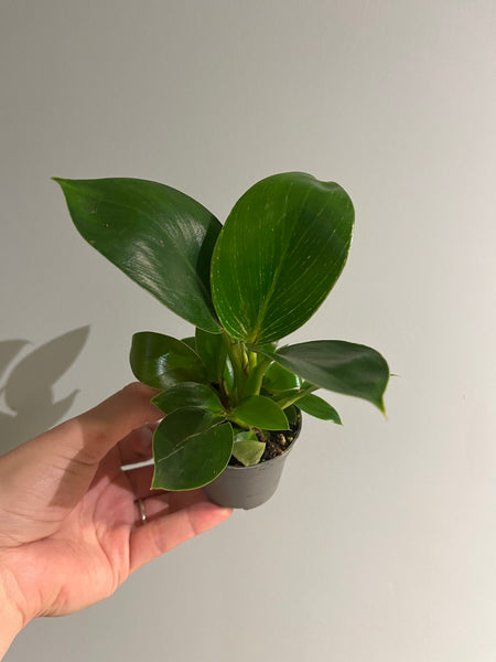 Philodendron white stripe / Miniplante