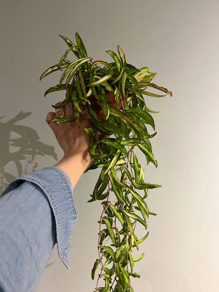 Hoya Wayetii tricolor potte 12 cm