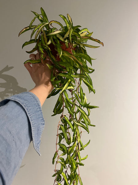 Hoya Wayetii tricolor potte 12 cm
