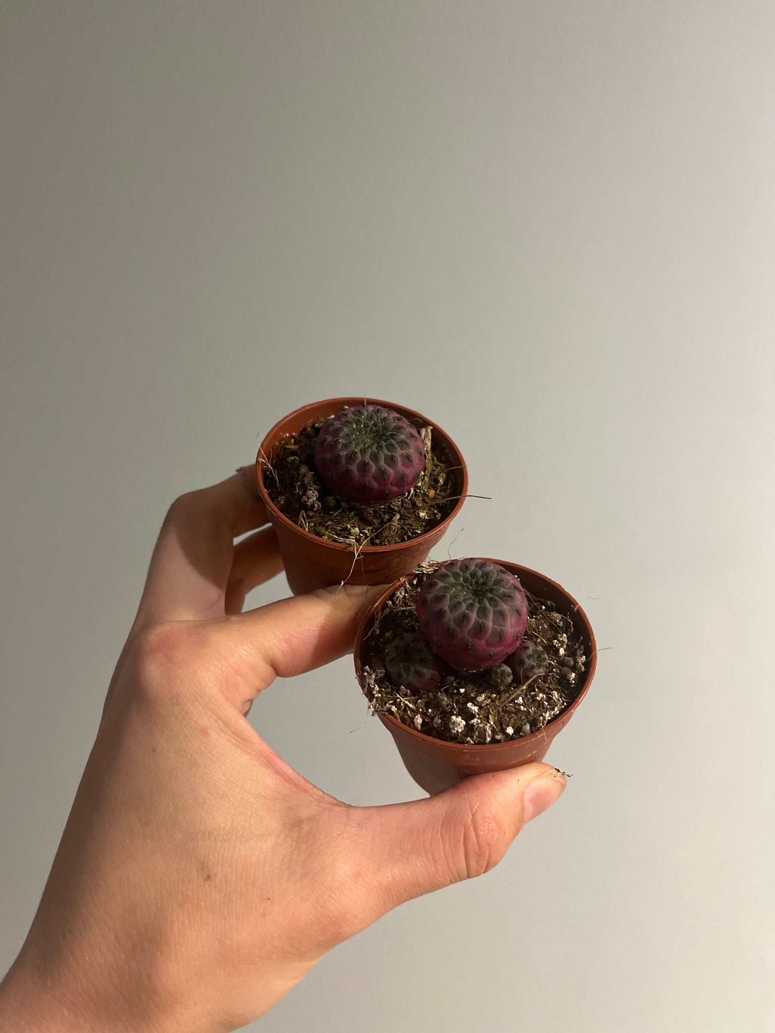 Sulcorebutia Rauschii / Miniplante