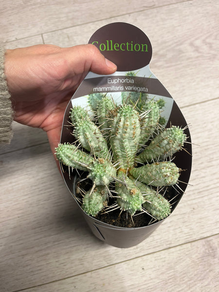 Plant Rescue / Euphorbia mammilaris varieata