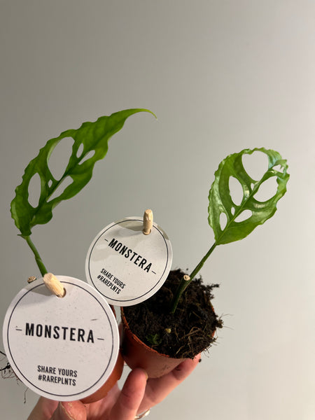 Monstera Obliqua Peru / Miniplante