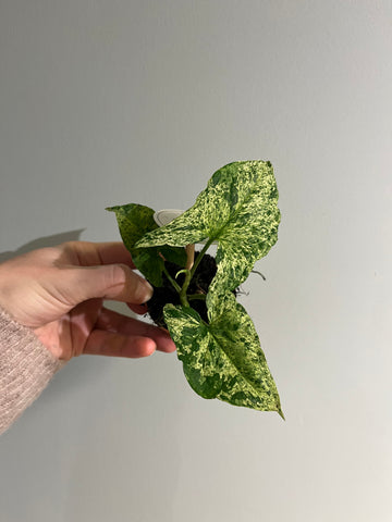 Syngonium Mottled / Miniplante