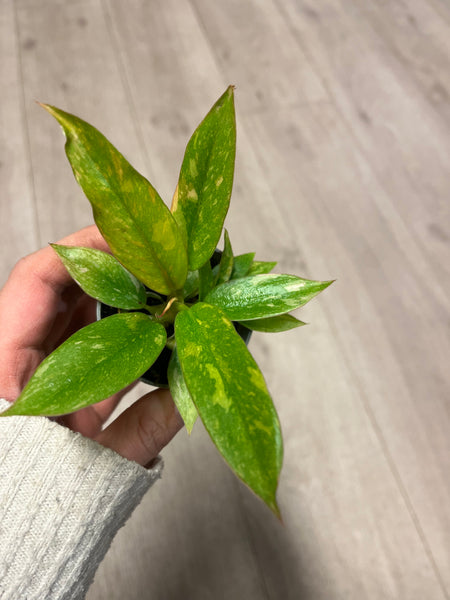 Philodendron Ring of Fire miniplante / Nettbutikk