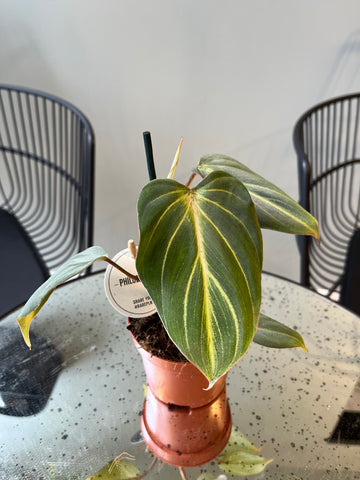 Plant Rescue / Philodendron Gloriosum Dark Form