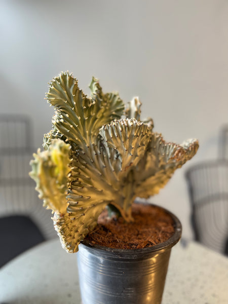 Euphorbia Cristata `La Magna`