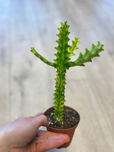 Euphorbia Trigona Variegata / Nettbutikk