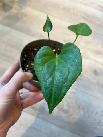 Anthurium Podophyllum / Plant Rescue